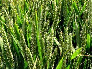 
           La vernalisation: Le besoin en, froid, nécessaire pour la floraison des céréales