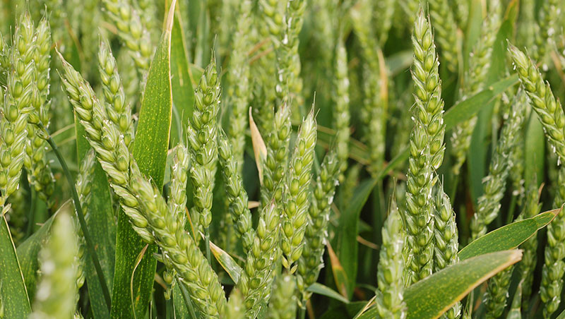 
          La vernalisation: le besoin en, froid, nécessaire pour la floraison des céréales