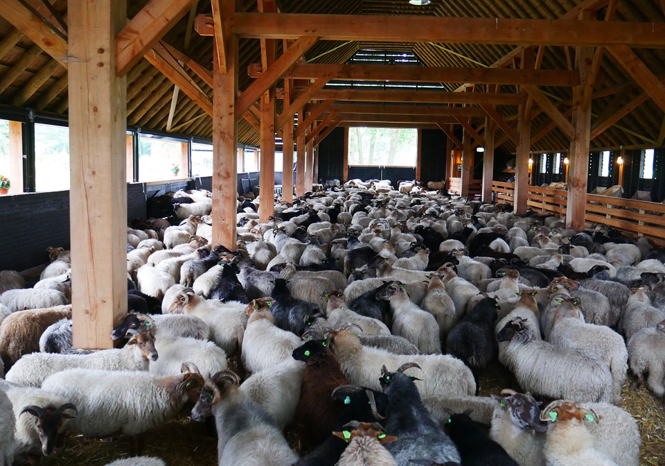 
          Bâtiments d’élevage: La bergerie