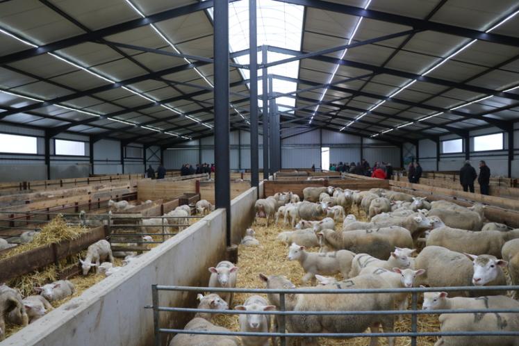 
            Conceptions des bergeries: Concentration animale