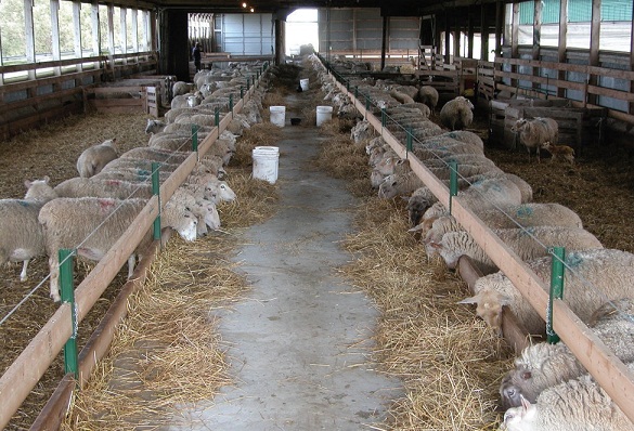 
            Conceptions des bergeries: Les allées d’alimentation
