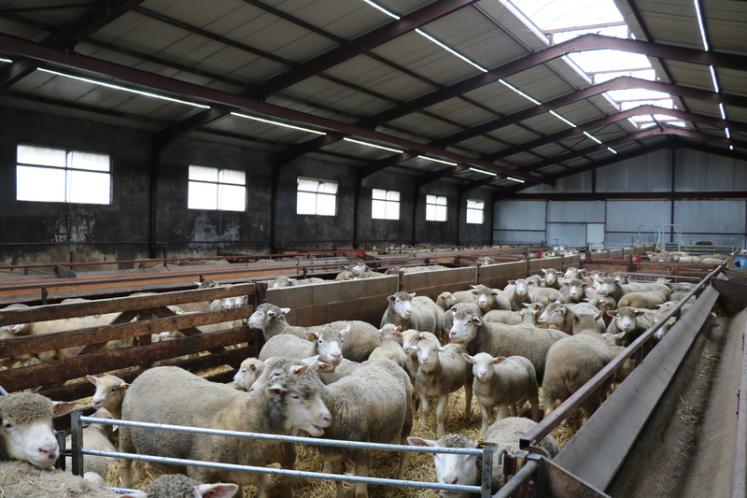 
            La ventilation naturelle des bergeries