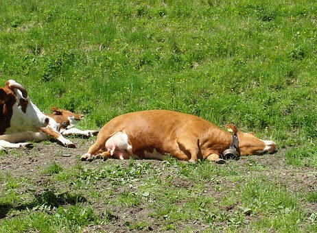 
            Les conséquences de la chaleur sur les vaches