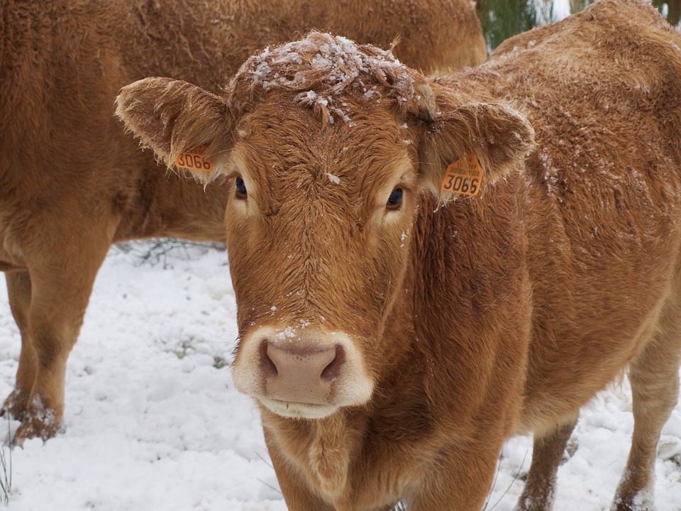 
            Les vaches et l'hiver