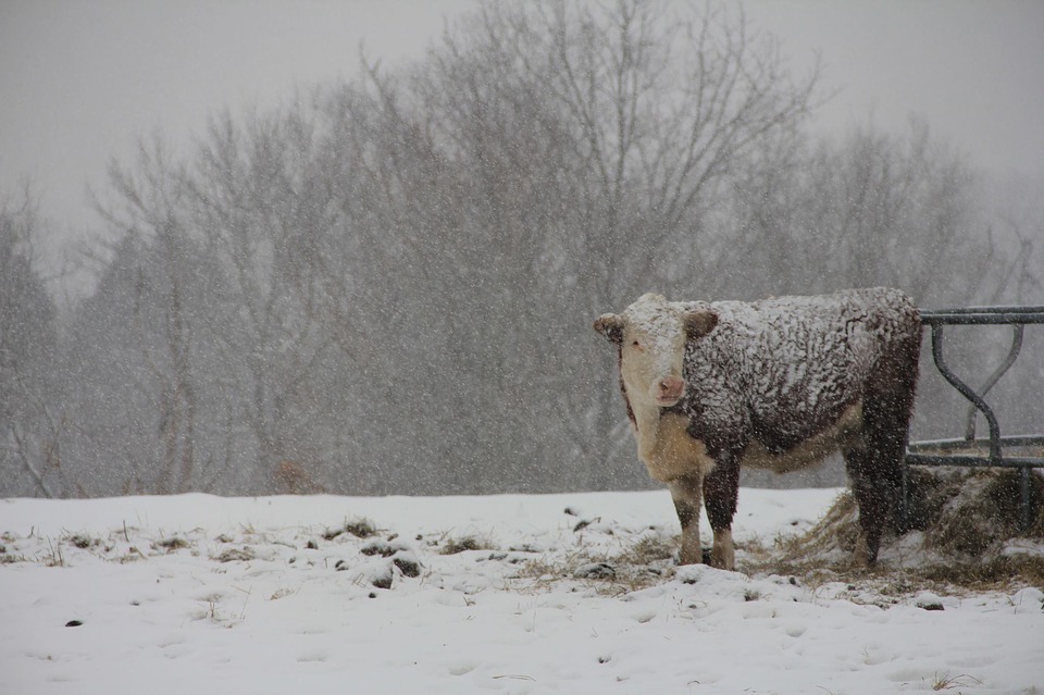 
            Facteurs influençant l'aptitude d'un animal à supporter le froid