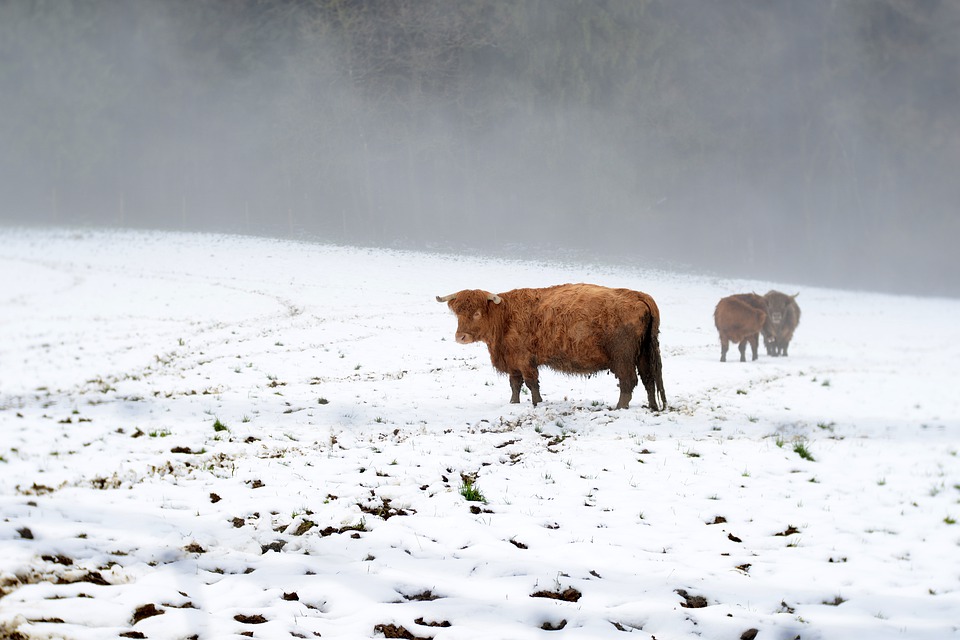 
            Effets d'un stress intense dû au froid sur les bovins