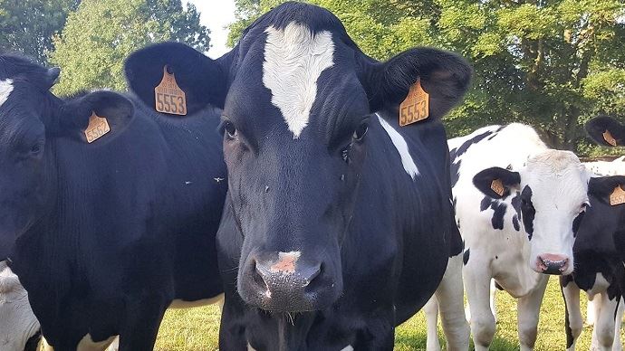 
            Paramètres d'ambiance qui favorisent le bien-être animal: les mouches