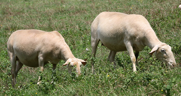 
            Alimentation animale/ Conditions hygiéniques
