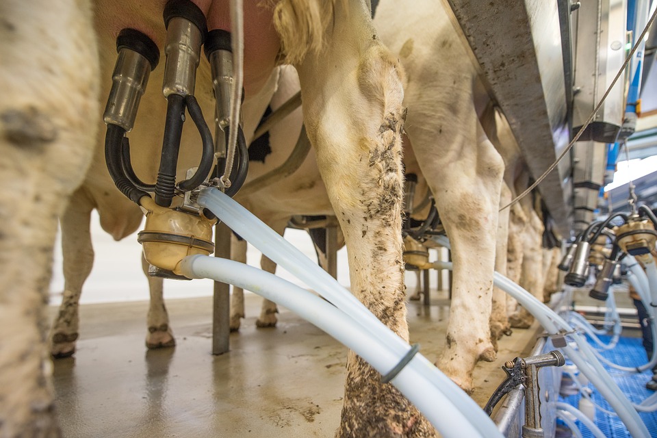 
            Conséquences de l’alimentation sur la qualité des produits d’origine animale