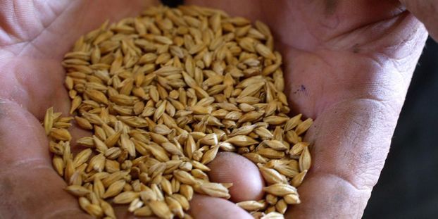 
            Alimentation animale: Les grains