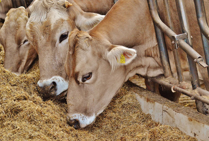 
            Alimentation animale: Les cas des organochlorés