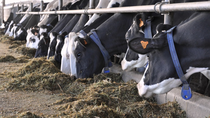 
            Réglementations du secteur de l’alimentation animale: Les substances indésirables et résidus