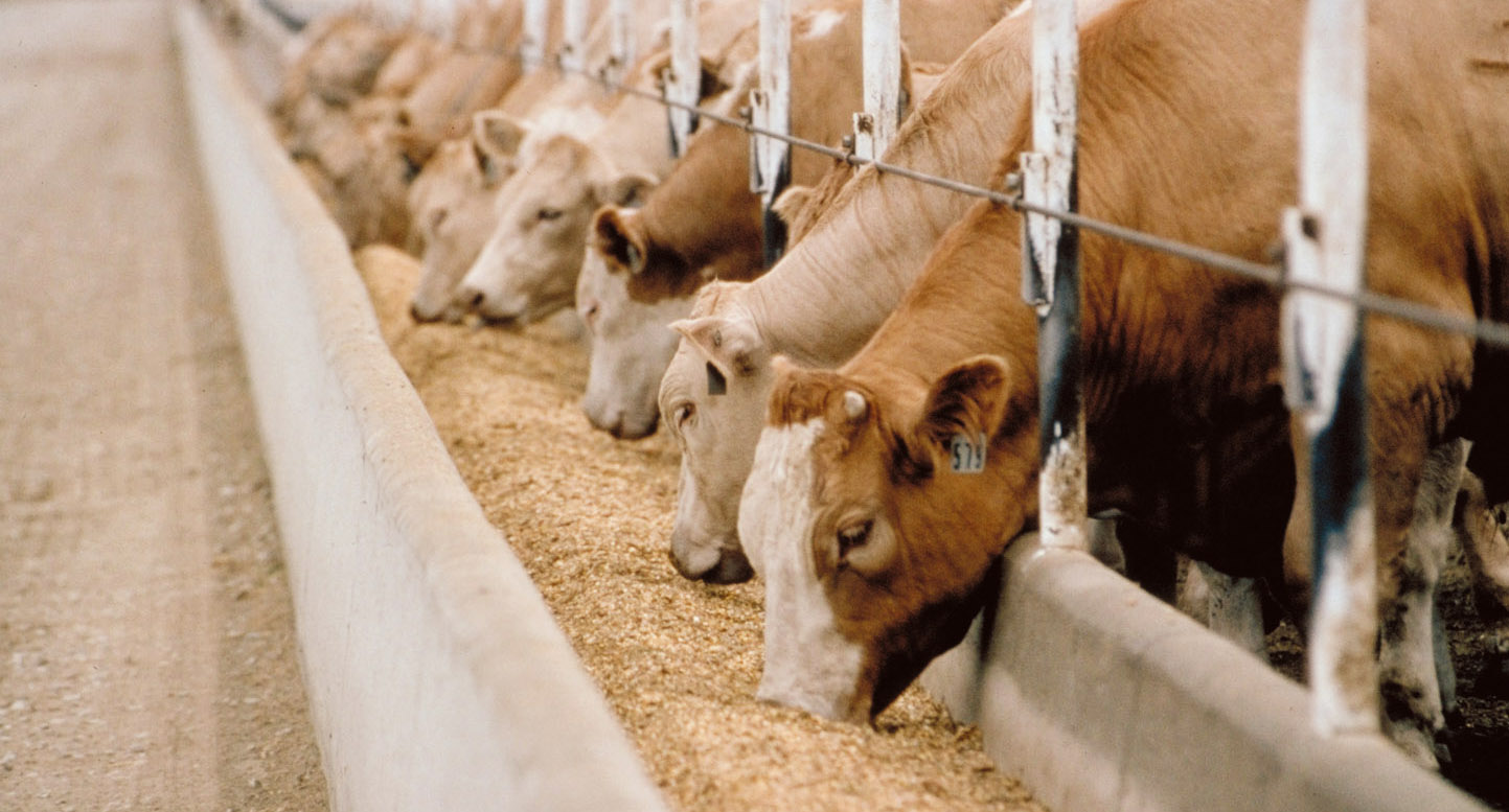 
            Réglementations du secteur de l’alimentation animale: Le contrôle des aliments