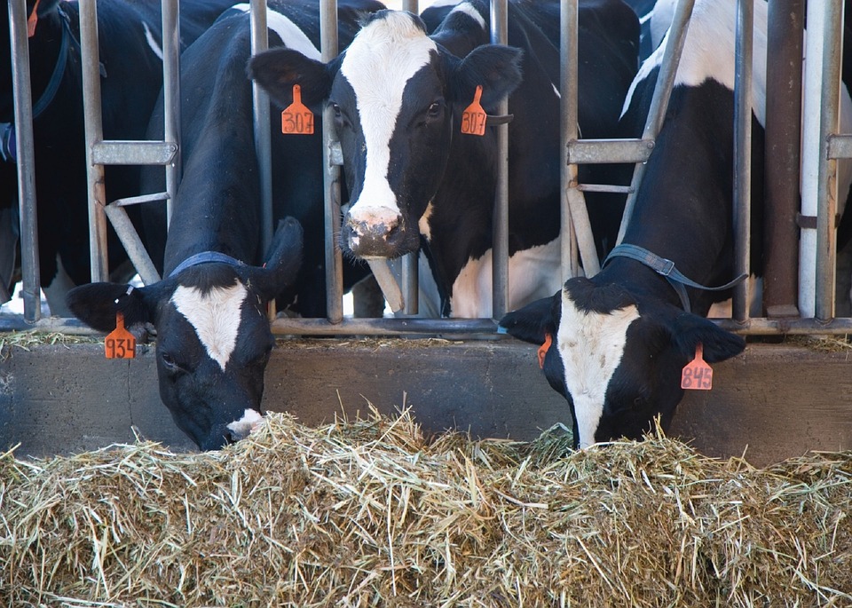 
            Les dangers sanitaires associés à l’alimentation animale: Les métaux lourds