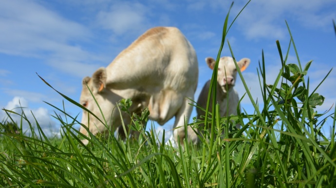
            Les dangers sanitaires associés à l’alimentation animale: Les plantes toxiques