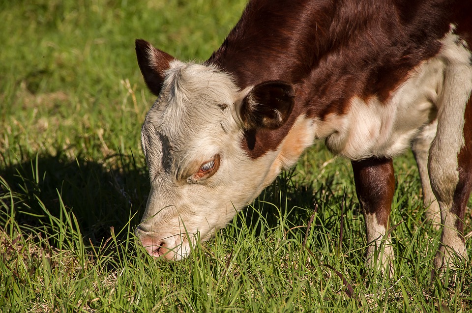 
            Les besoins nutritionnels des animaux