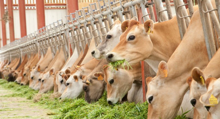 
            La ration hivernale d’un troupeau: Comment gérer l’introduction du maïs dans la ration de mon troupeau?