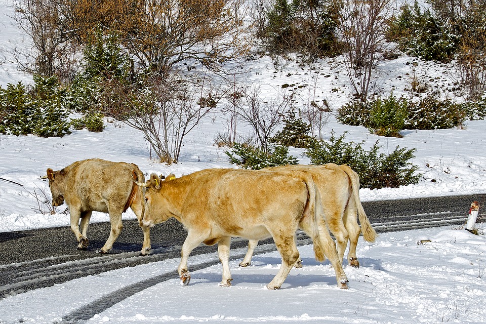 
            La ration hivernale d’un troupeau: Comment caler la nouvelle ration?