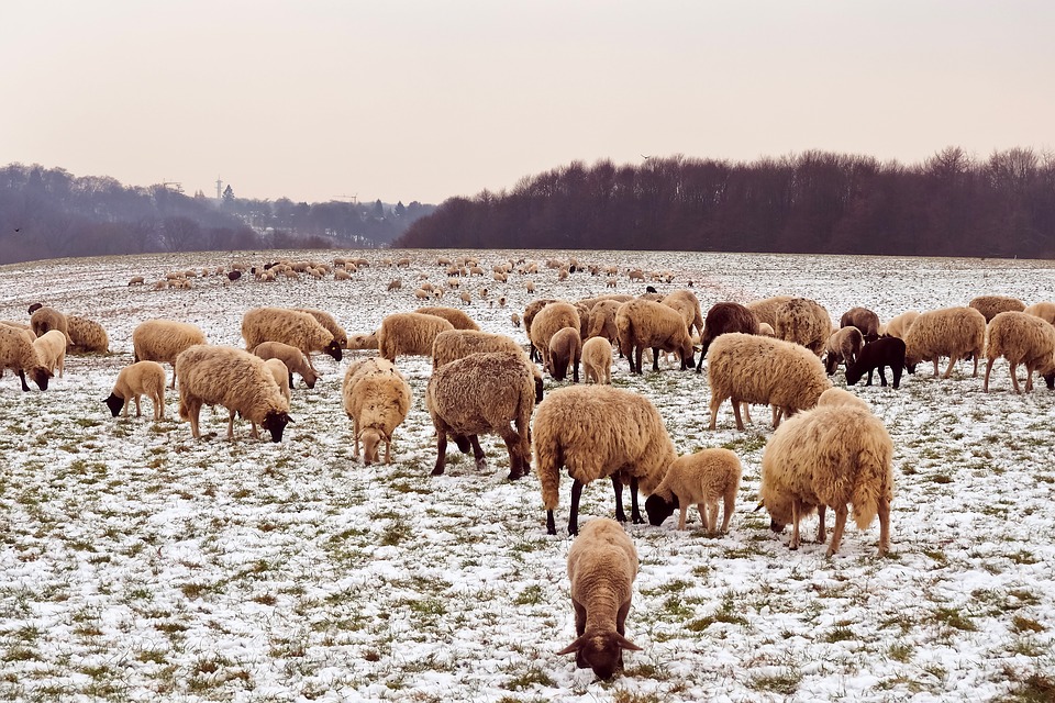 
            Le pâturage d’hiver