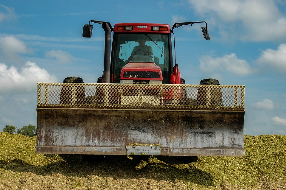 
            Alimentation hivernale: à quoi sert un ensilage de maïs de qualité et à volonté?