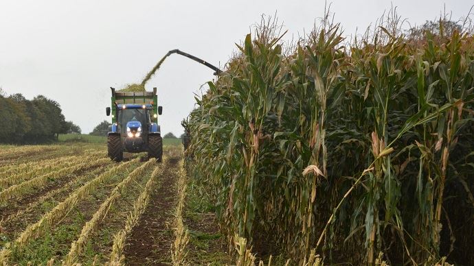 
            Les conditions efficaces pour un ensilage de maïs de qualité