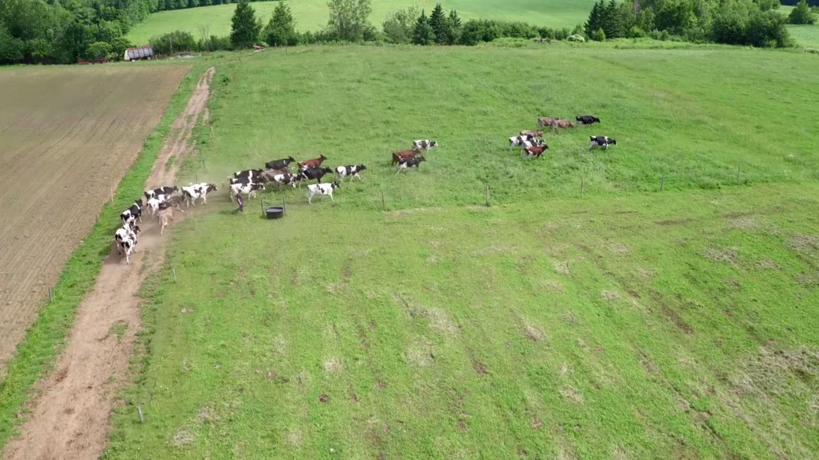 
            Utilisation de la luzerne dans l’alimentation animale