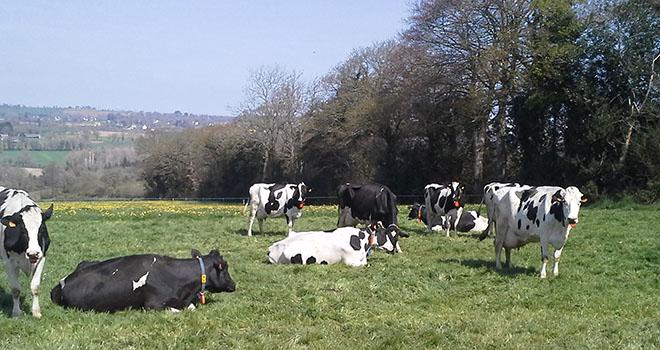
            La suppression du concentré de production des vaches laitières, un plus qui doit valoir le coût