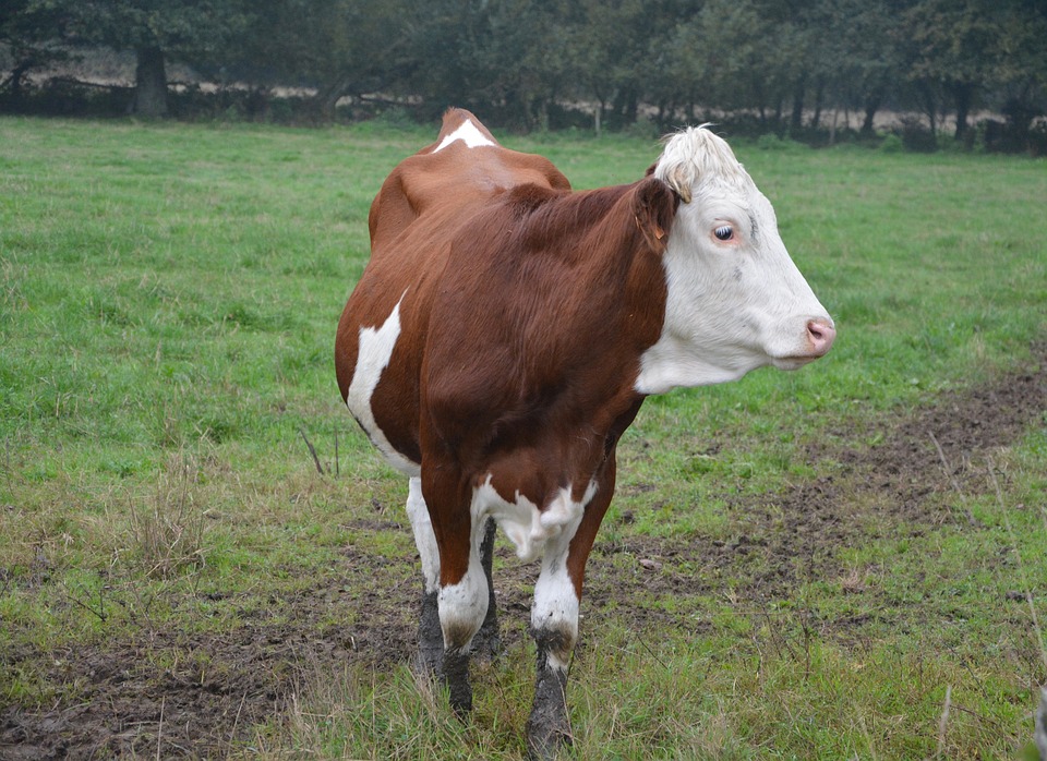 
            Les techniques d’élevage innovantes: Des vaches de toutes les couleurs