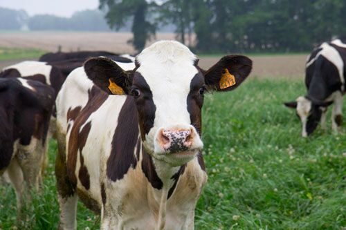 
          La génétique: Certification de la parenté des bovins 