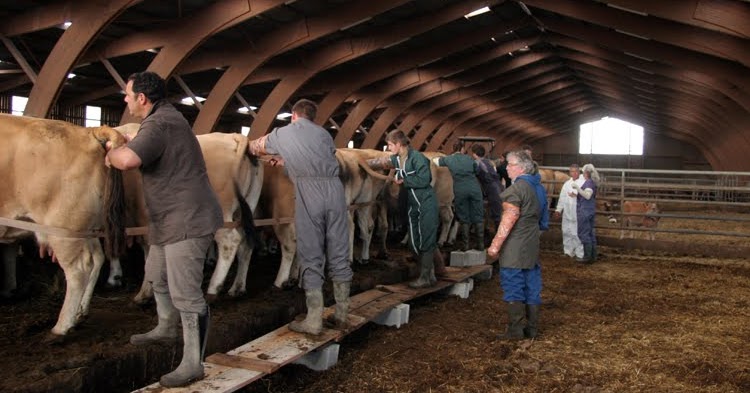 
            Importance de l’Insémination Artificielle dans l’espèce bovine