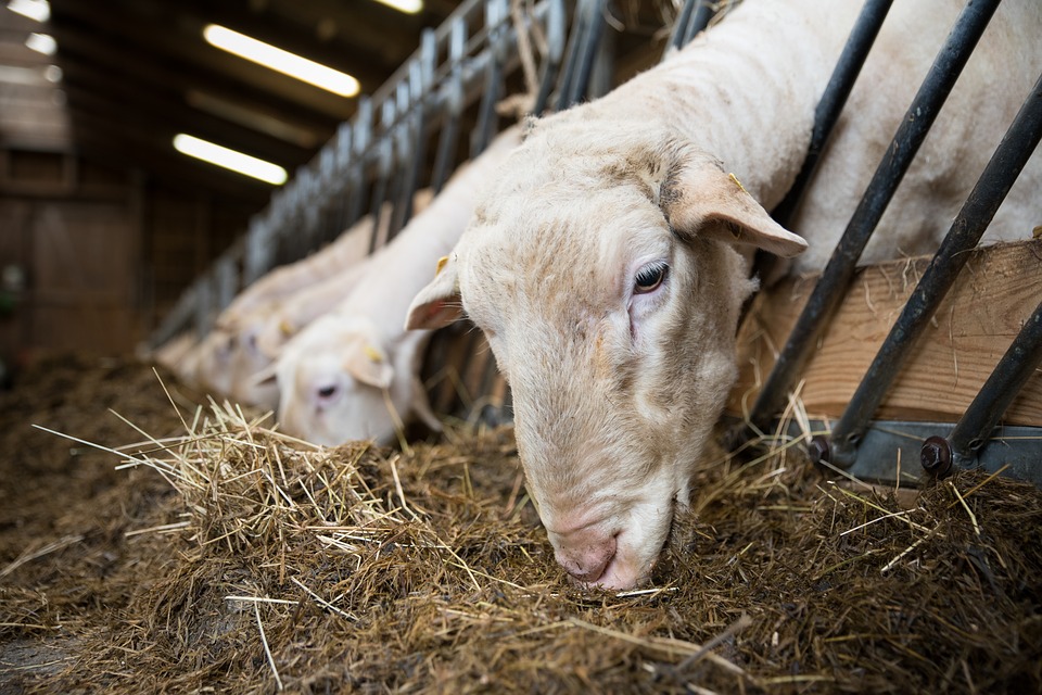 
            Organisation et préparation des mâles entraînés: Espèce ovine