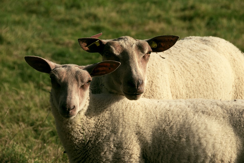 
            Collecte de semence sur des mâles entraînés: Espèce ovine