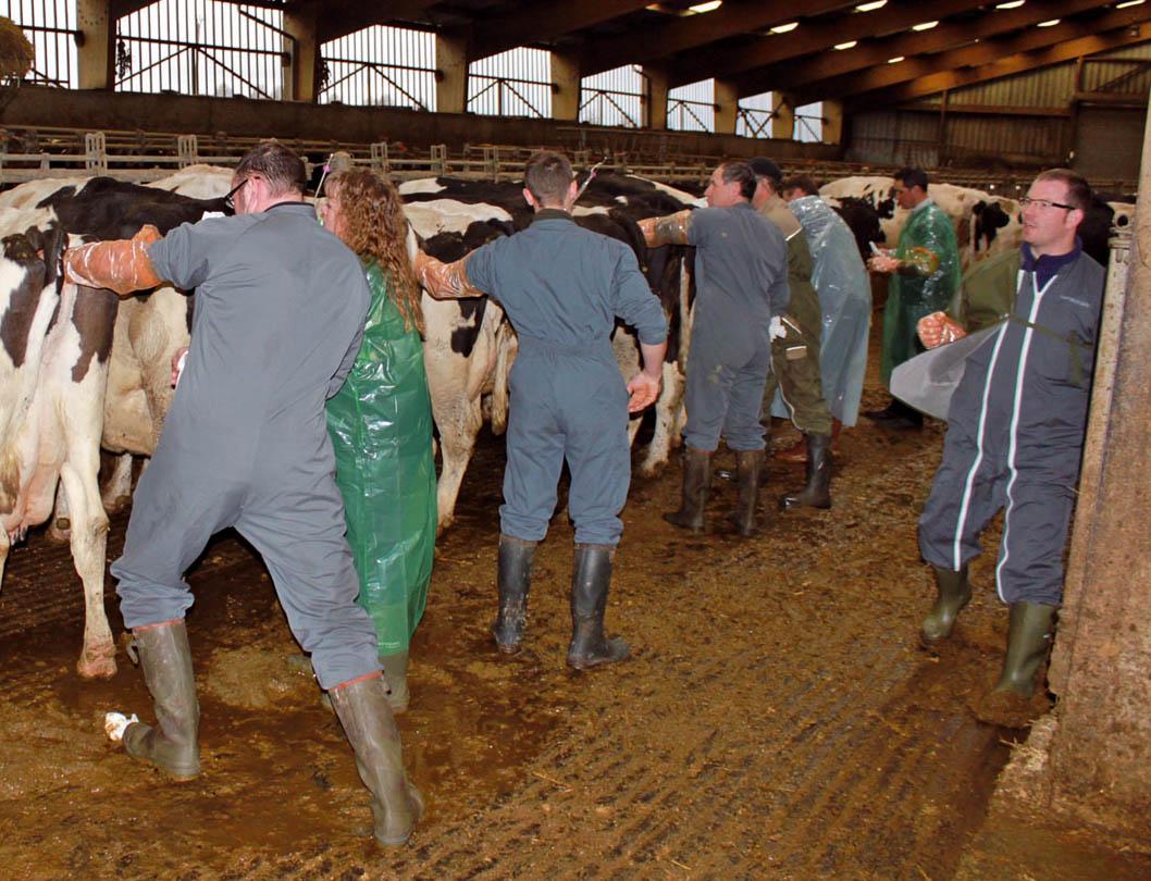 
            Comment utiliser du colorant pour procéder au test de mesure de pourcentage de spermatozoïdes vivants et des anomalies spermatiques? 