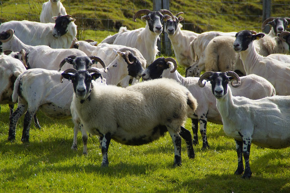 
            Conservation des spermatozoïdes sous forme liquide chez l'espèce ovine