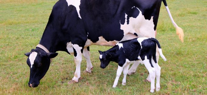 
            Génétique: Effets des régimes alimentaires sur les performances de reproduction