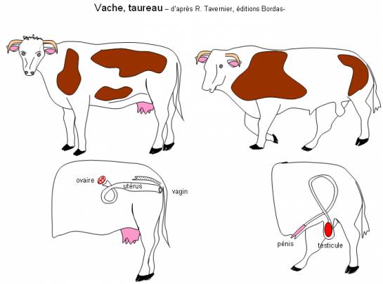 
            Anatomie de l'appareil génital mâle: Les testicules 