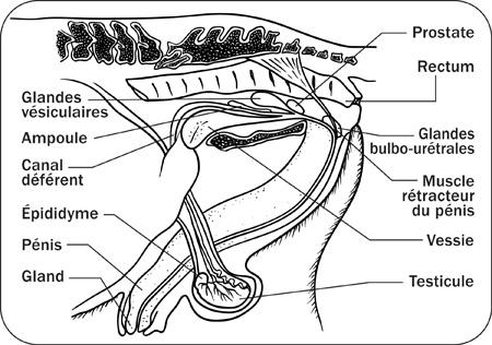 
            Anatomie de l'appareil génital mâle: Les voies spermatiques