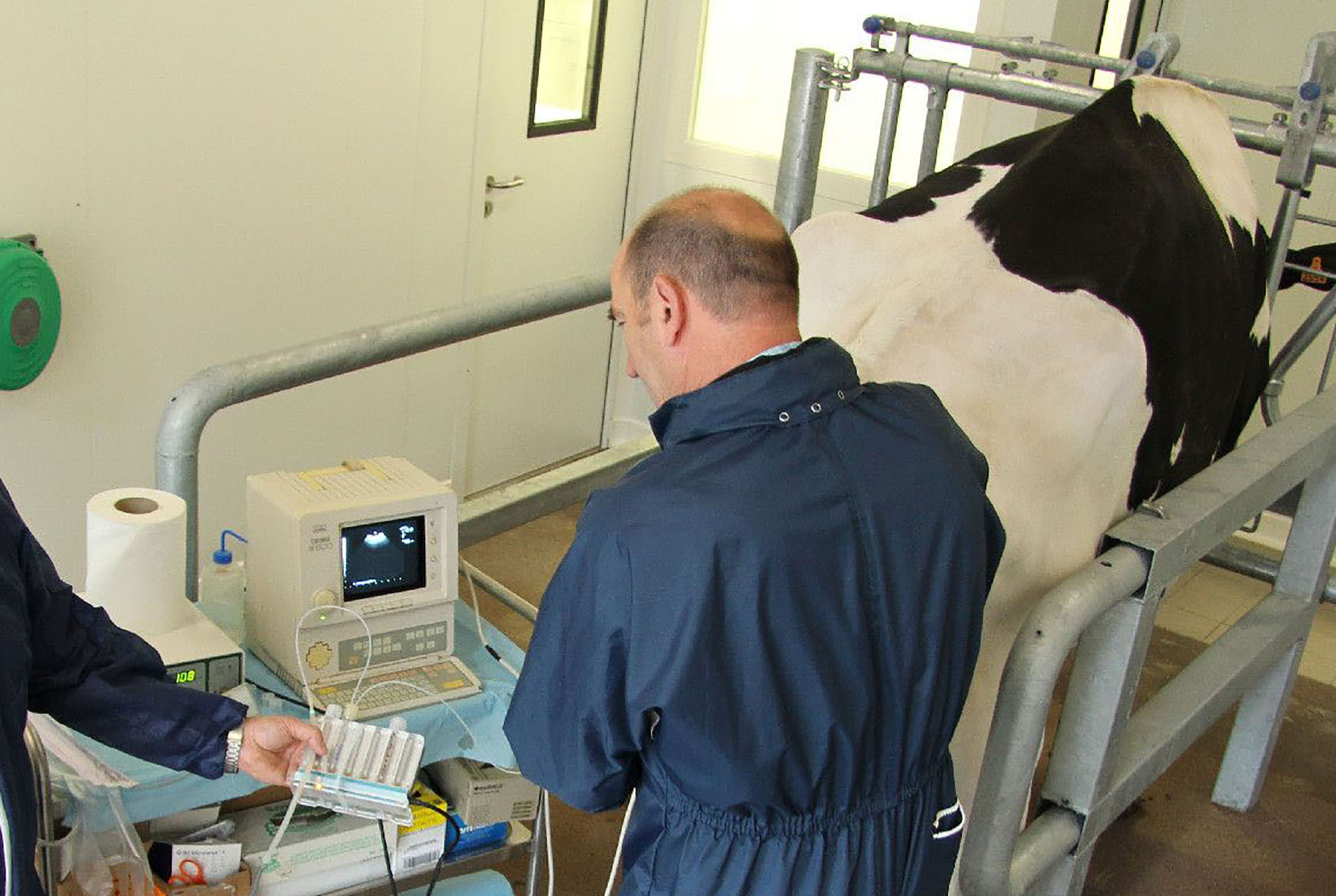 
            Les principales étapes de la Fécondation In Vitro (FIV) chez les animaux: Fécondation in vitro (Jour 1)