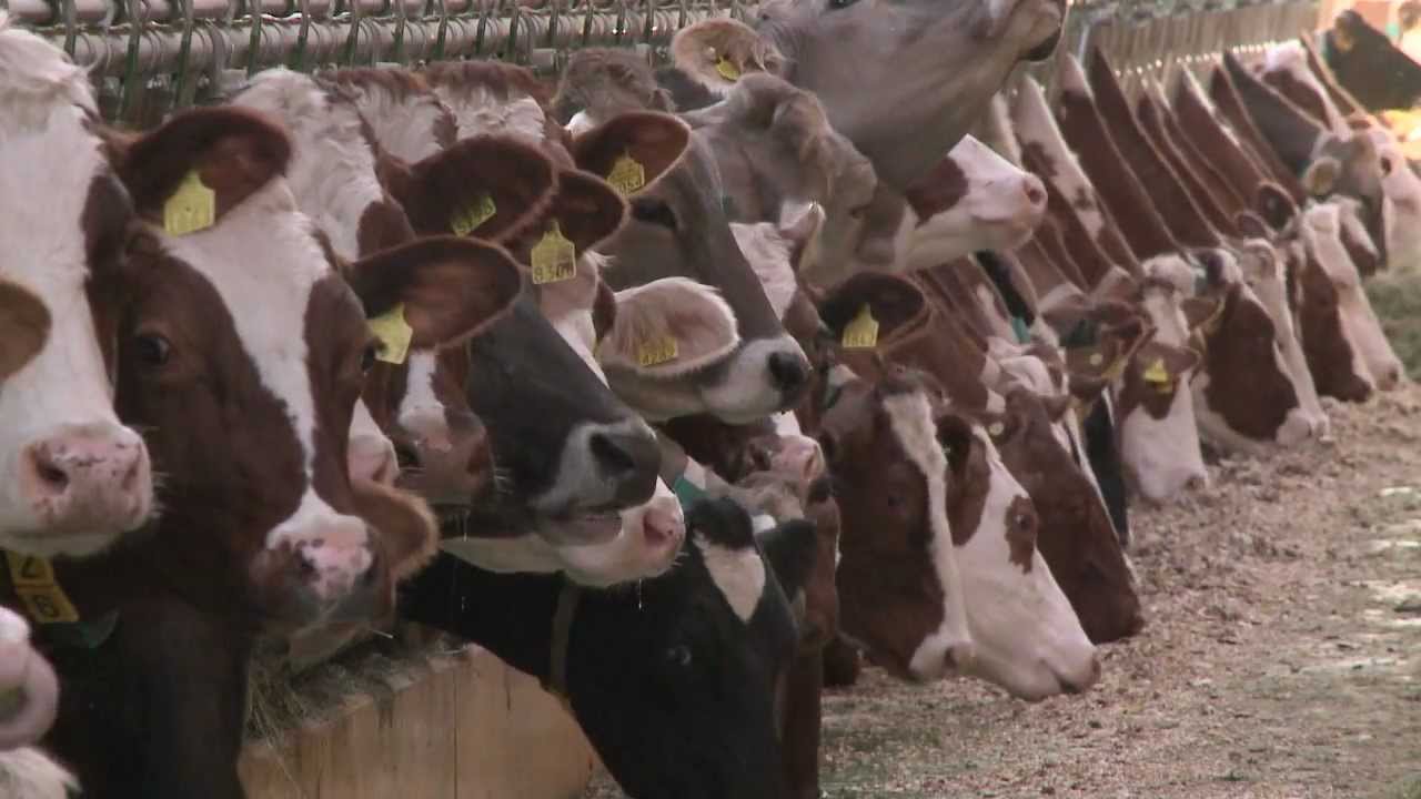 
            Rythme de production et coût de la semence sexée  
