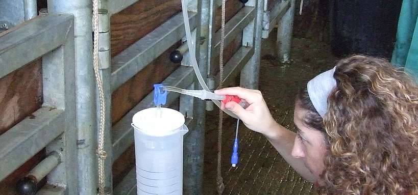 
            Technique de la transplantation embryonnaire: La collecte des embryons