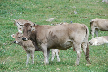 
            La collecte des embryons chez les bovins: Récupération des embryons 