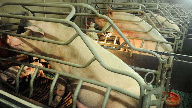 
            Les limites de l'élevage de précision