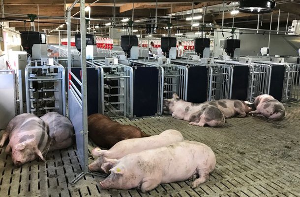 
            L’élevage de précision pour suivre l’expression du répertoire comportemental des animaux