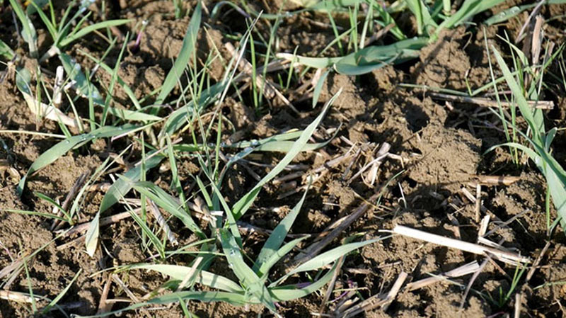 
            Piloter la fertilisation ne doit pas se faire en ignorant le désherbage