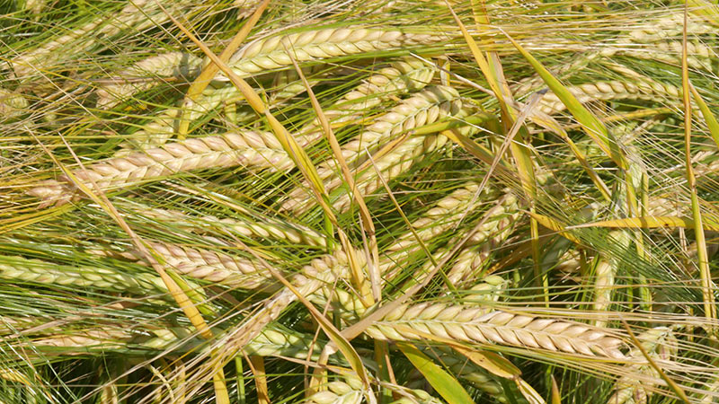 
            Orges : fertiliser tout en maîtrisant les protéines