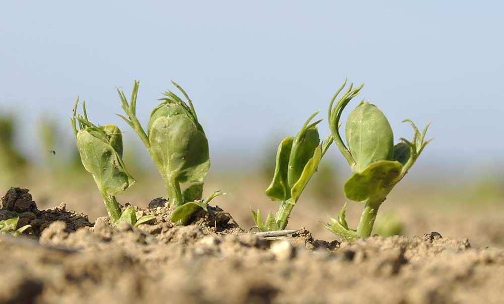 
            Les rendements des pois d’hiver semés au printemps