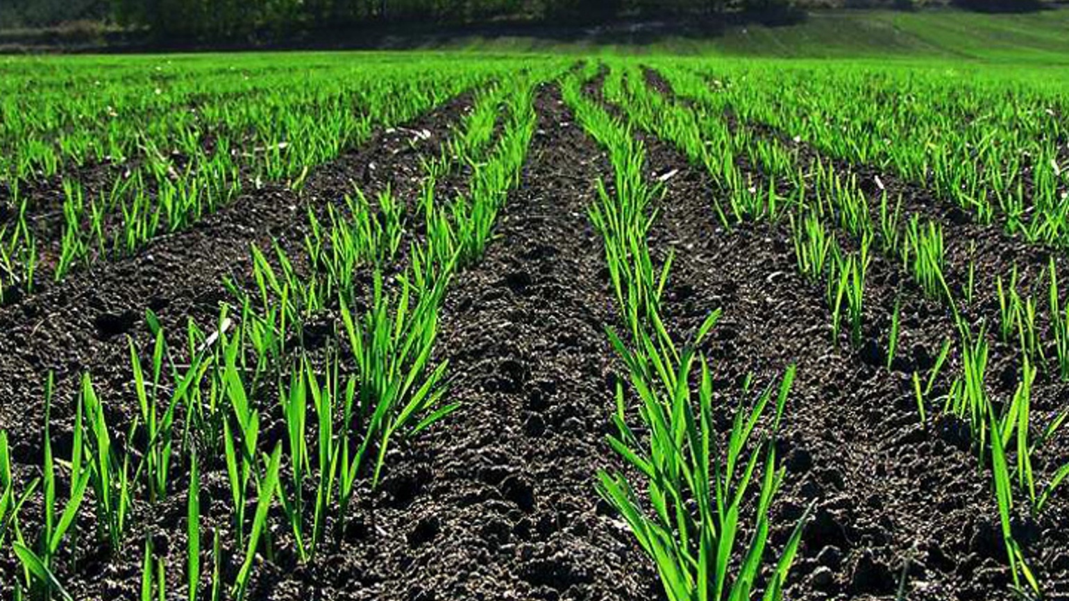
            Désherbage des céréales: L'efficacité des produits systémiques dépend des conditions climatiques et de l'humidité du sol