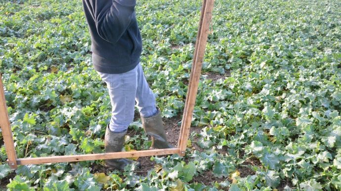 
            Pensez à refaire un berlèse de vos cultures de colza en fin d'hiver