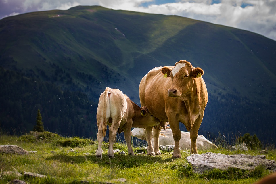 
            Sevrer les veaux de façon précoce en période de déficit herbager