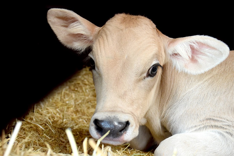 
            Les croissances des veaux dépendent de la production laitière des mères